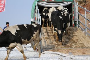 红星打通乳品全产业链,为中国宝宝制造高品质好奶粉