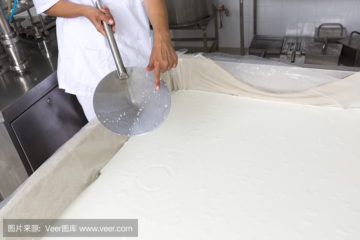 奶酪生产,乳脂,乳品工人凝固