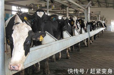 和平乳业逆势崛起,企业再造又创第一,这才是真正的大机会
